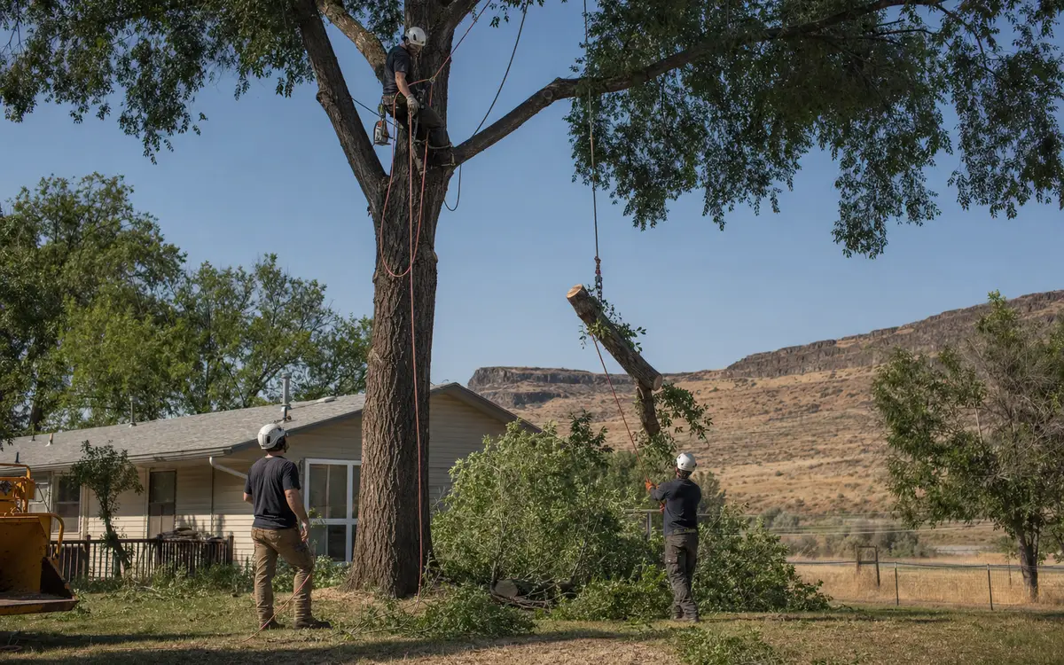 Arborist and ground crew lowering a tree section in a dry residential yard in the Lewis-Clark Valley