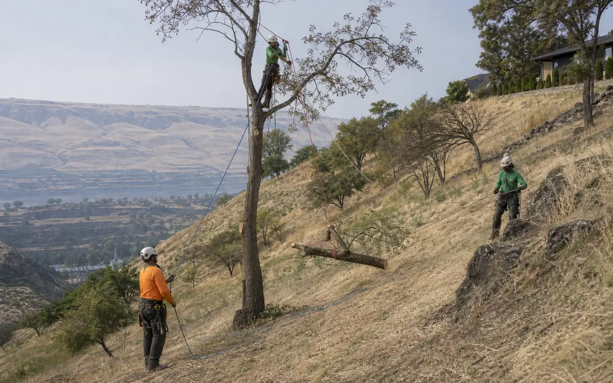 Arborists using ropes to lower a tree section on a steep dry hillside above the Lewis-Clark Valley